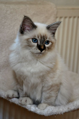 Amadeus
