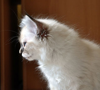 Amadeus