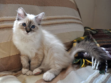 Amadeus