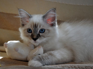 Amadeus