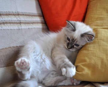 Amadeus