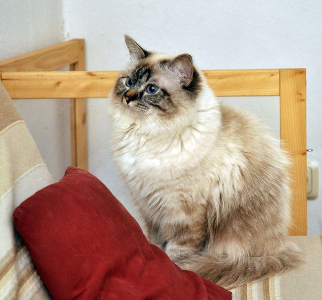 Dio August 2011