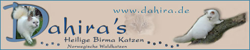 Dahira's Heilige Birmakatzen