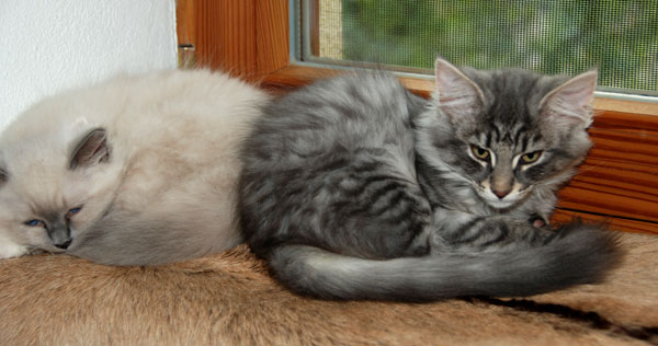 Dusty und Noel