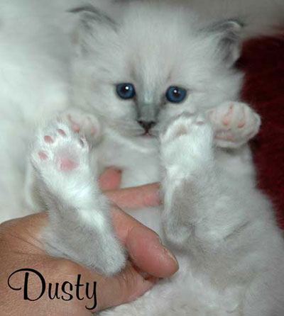 Dusty
