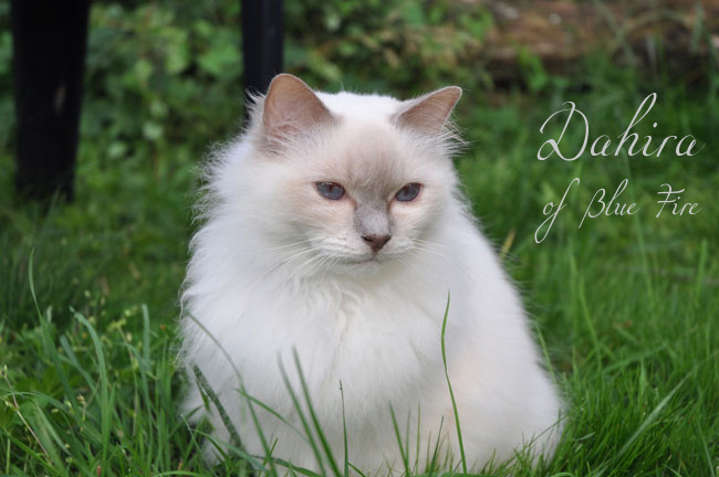 Dahira 2012