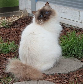 Shakandah Bacci