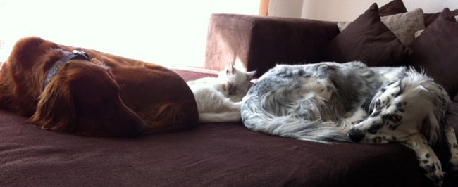Flash und die Setter