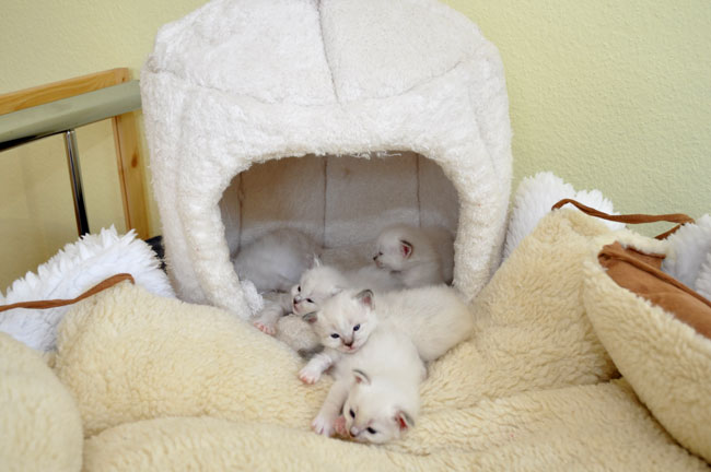 im Iglu