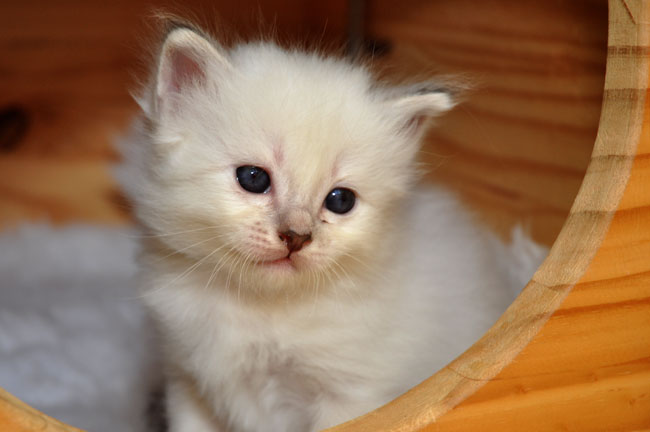 Kitten