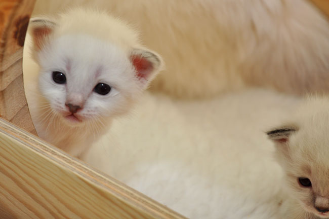 Gattina