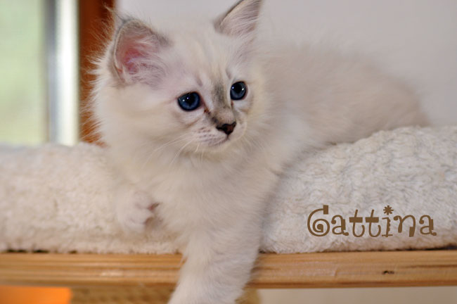 Gattina