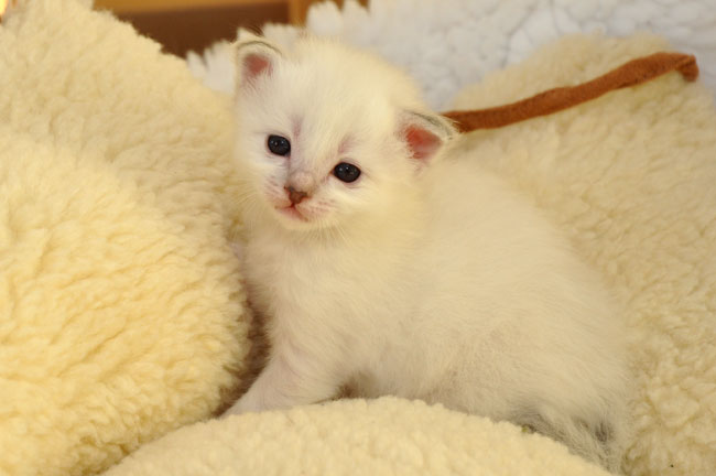 Gattina