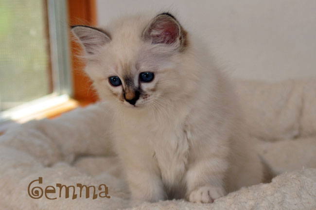 Gemma