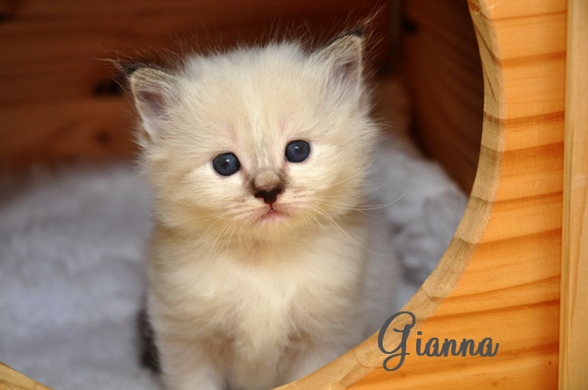 Gianna