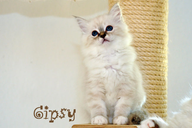 Gipsy
