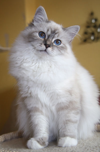 Gipsy Februar 2012