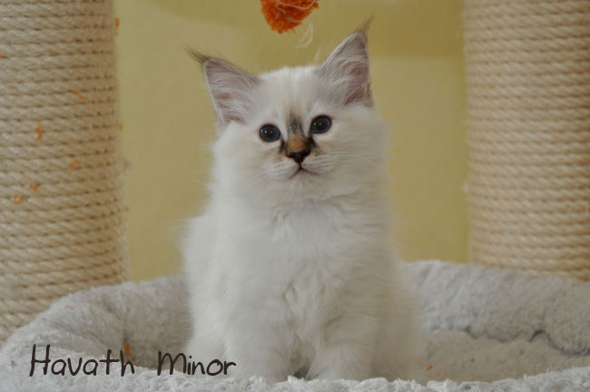 Minor