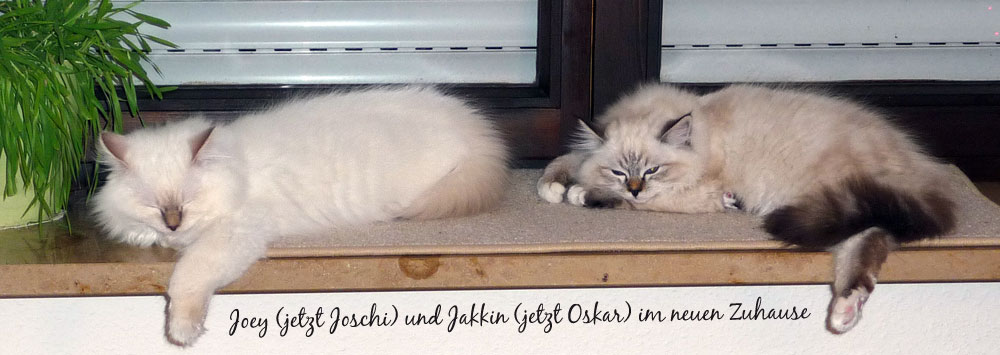 Joey und Jakkin