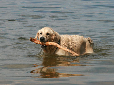 Hundestrand