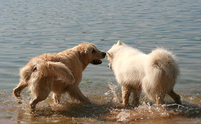 Hundestrand