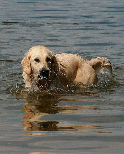 Hundestrand