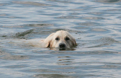 Hundestrand