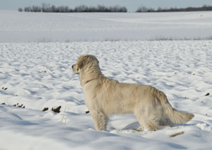 Winter 2008
