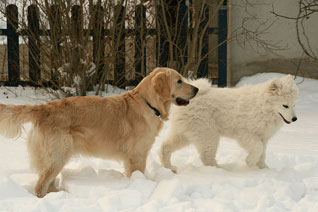 Jule und Ivy