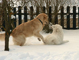 Jule und Ivy