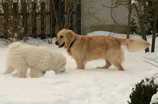 Jule und Ivy