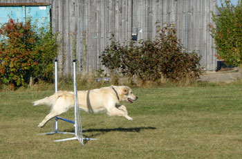 Agility