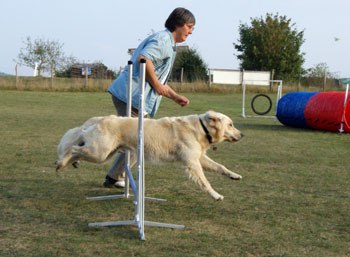 Agility