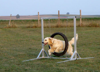 Agility
