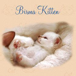 Birmakitten