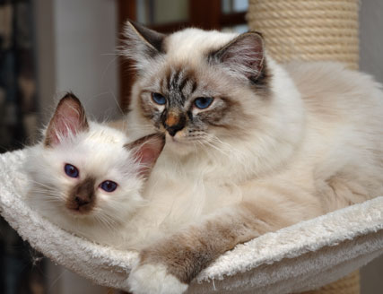 Dio und Frederick